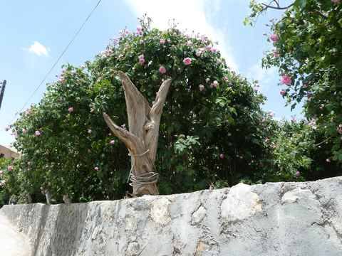 Photo of Damask rose farms & terraces (Al Aqor / Al Ayn / Al Shuraijah)