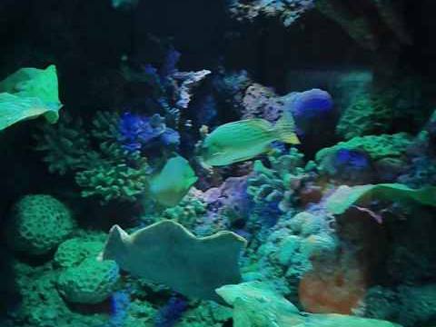 Photo of Omani Aquarium & Marine Science & Fisheries Centre (Maabelah)
