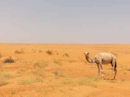 Photo of Wahiba Sands desert wildlife