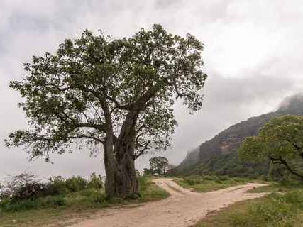 Photo of Baobab Trees of Wadi Hinna