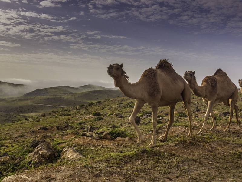 صورة خريف ظفار