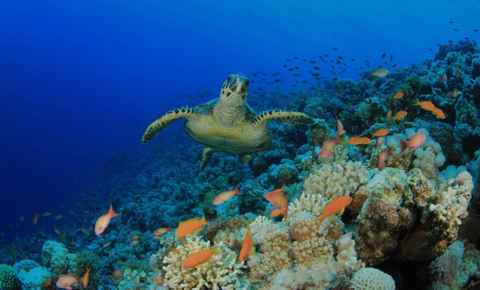 Main tour image for Snorkeling