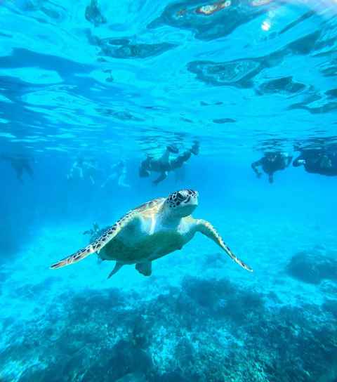 Main tour image for Private Al Dimaniyat Islands Trip (Half Day)