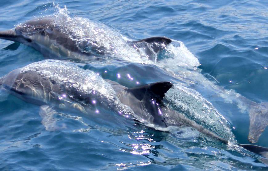 DOLPHIN WATCHING & SNORKELING