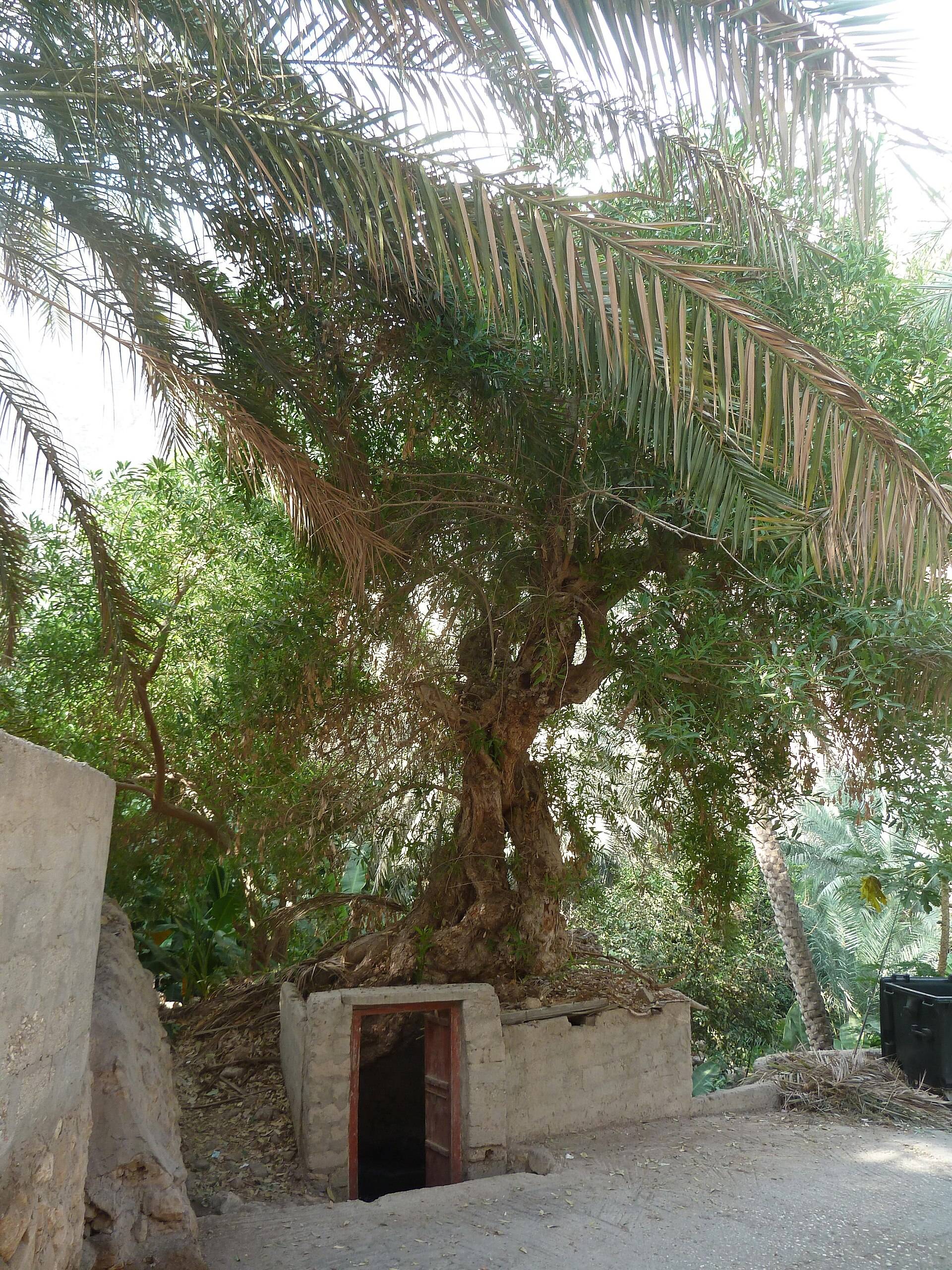 صورة الجولة