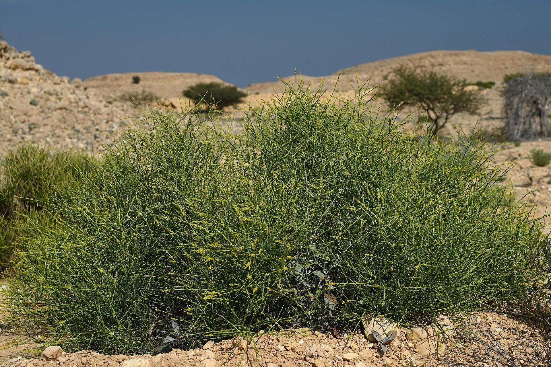 صورة وادي الأربعين