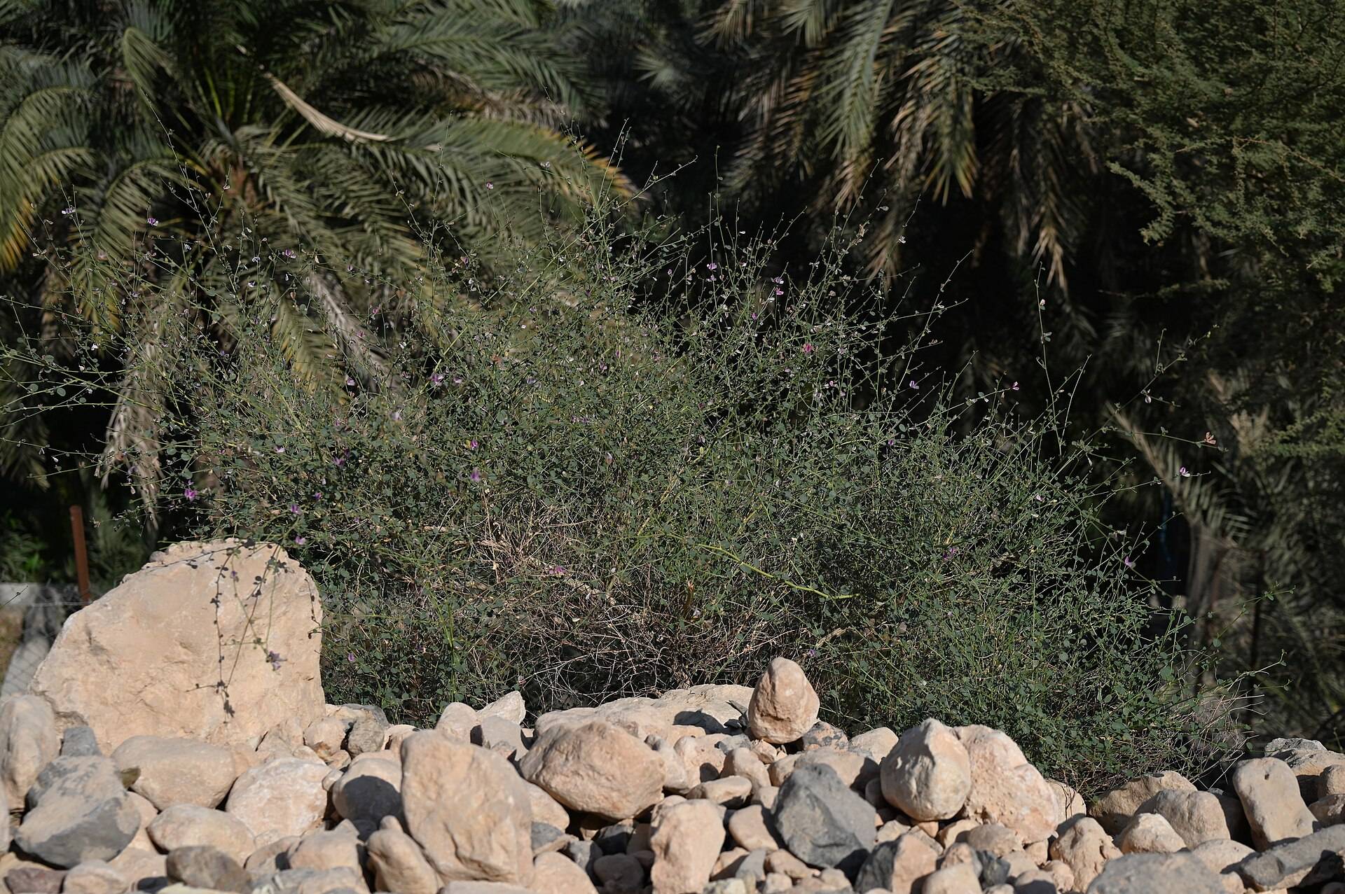 صورة وادي الأربعين