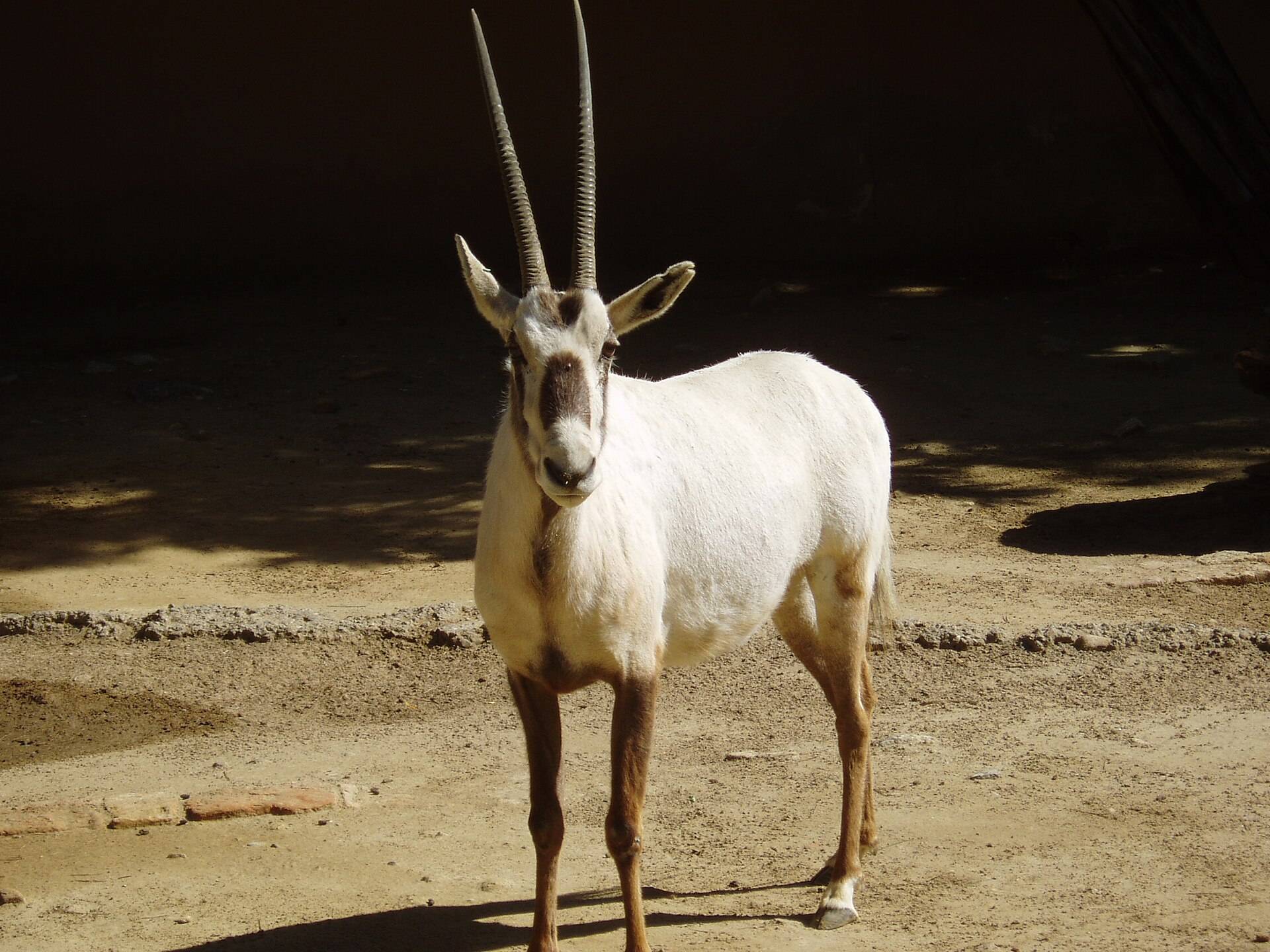 صورة محمية المها العربية