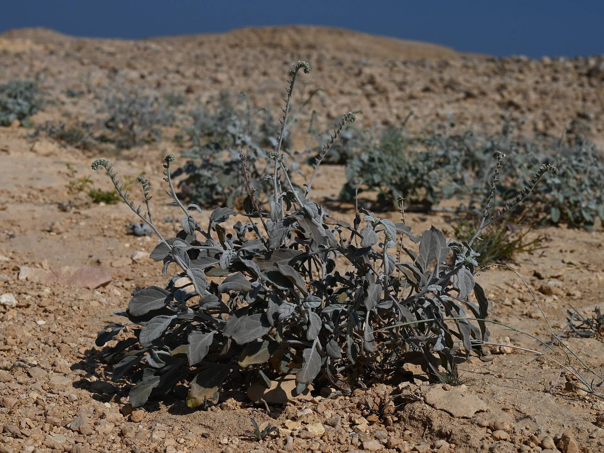 صورة وادي الأربعين