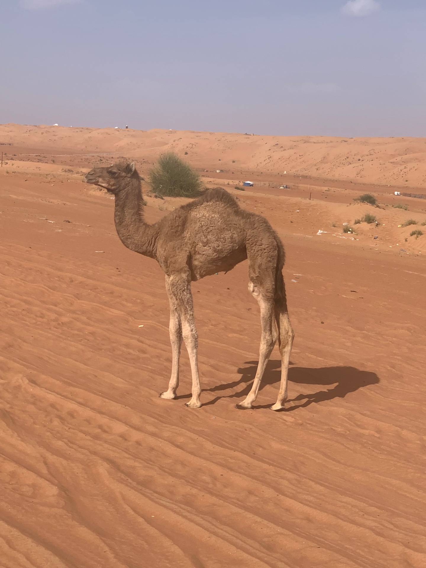 وادي بني خالد و صحره وهيبه