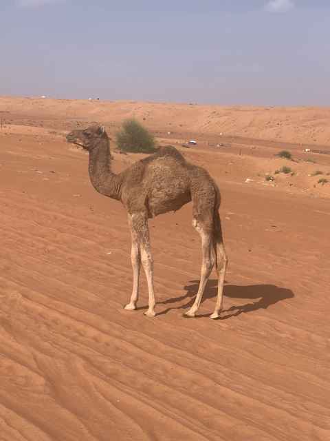 الصورة الرئيسية للجولة وادي بني خالد و صحره وهيبه 