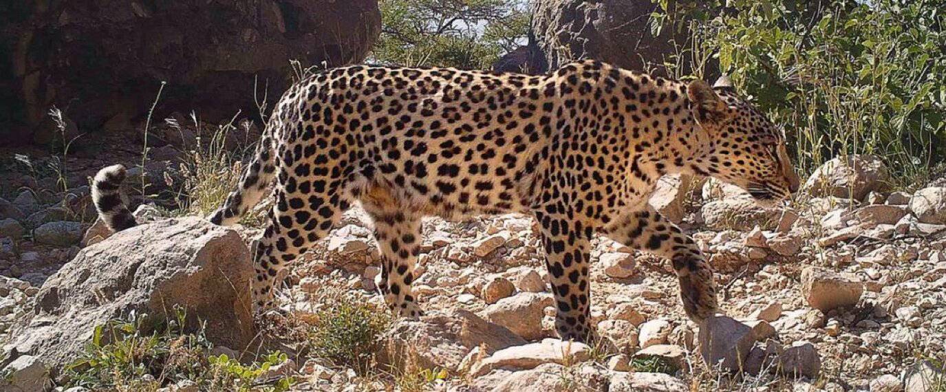 صورة نقطة مشاهدة جبل سمحان