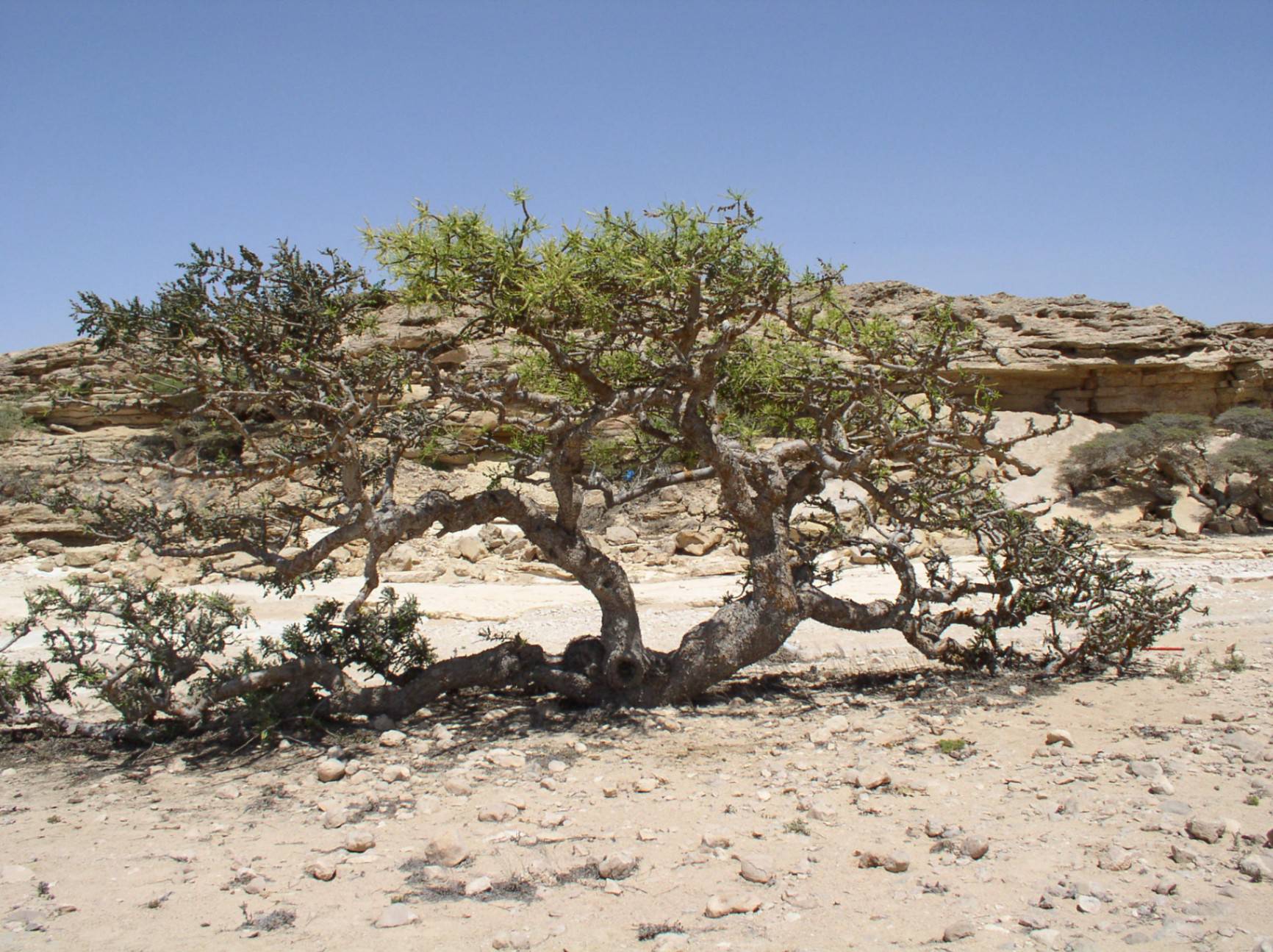 صورة وادي دوكة