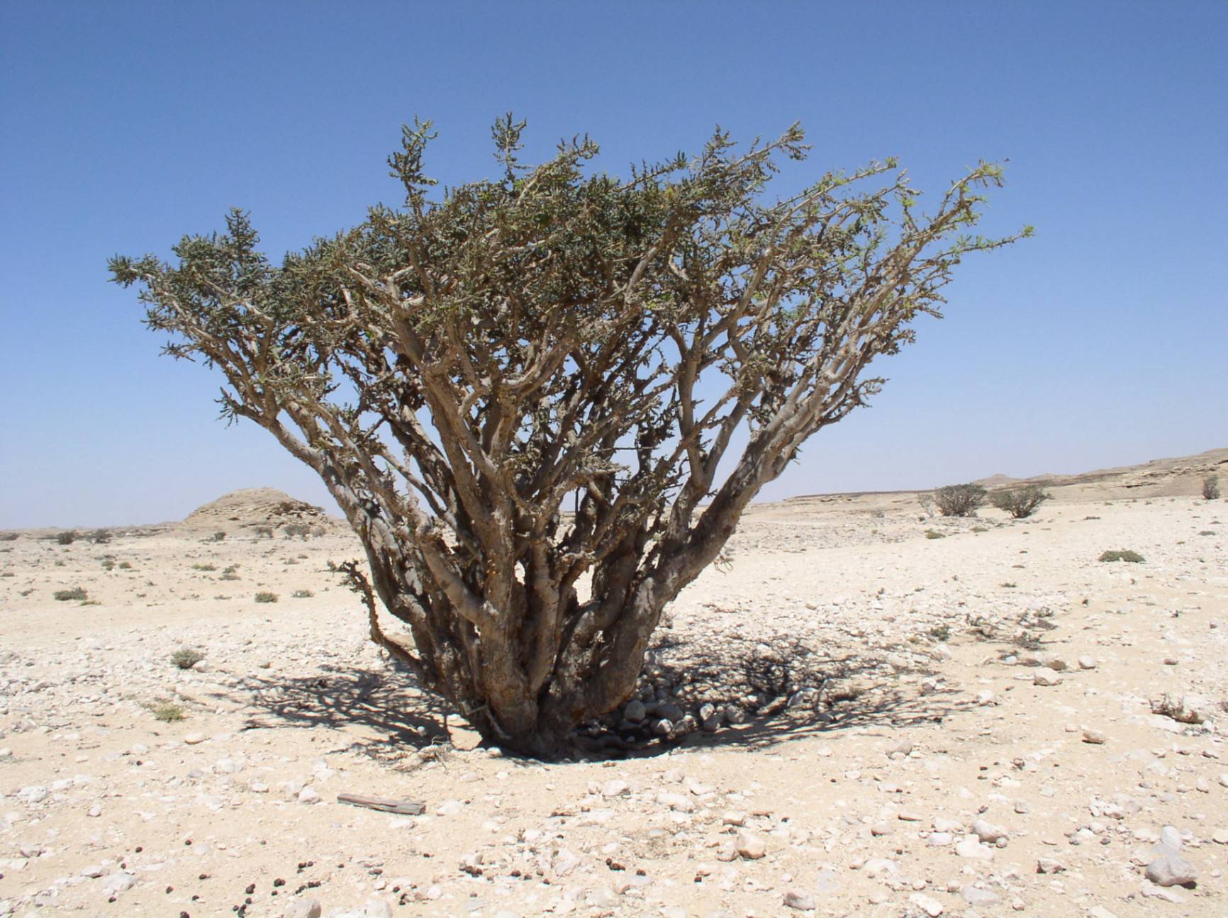صورة وادي دوكة