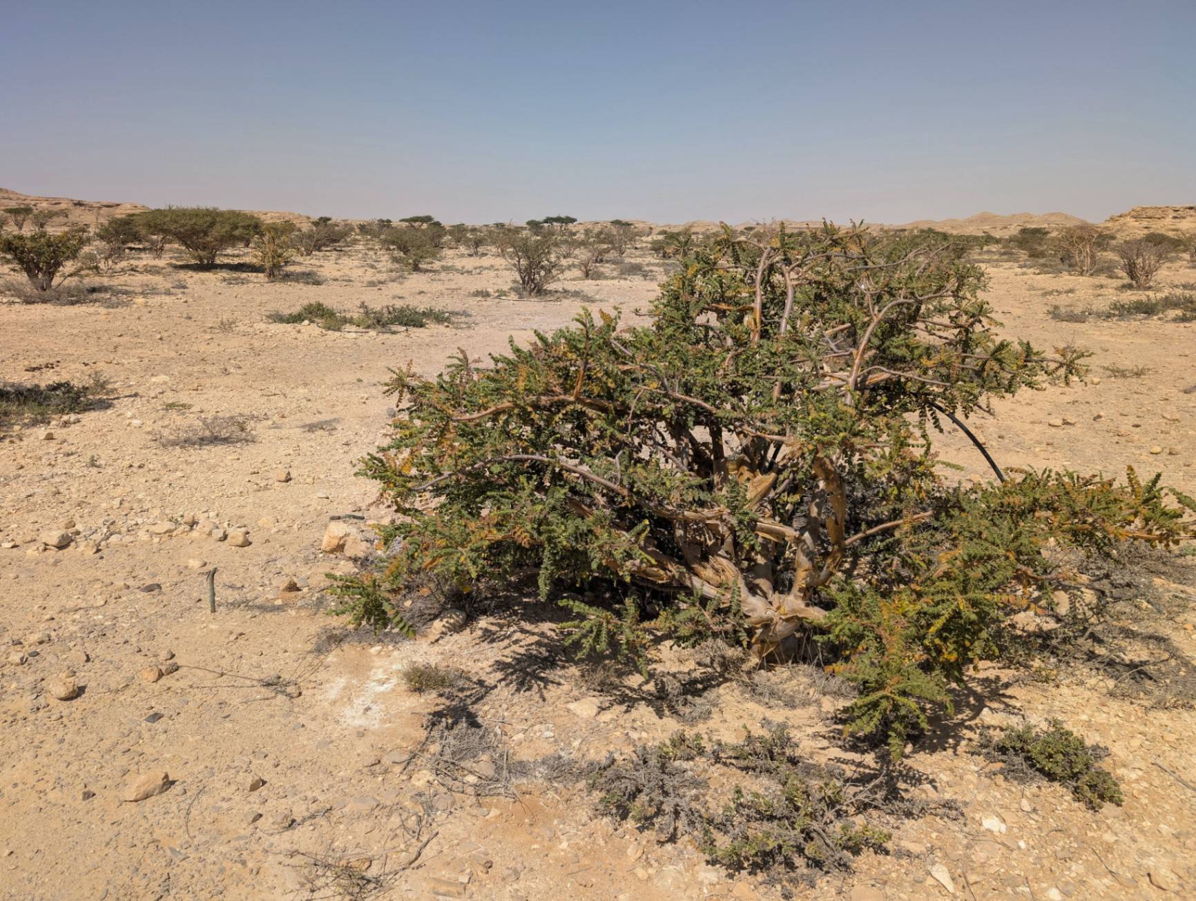 صورة وادي دوكة