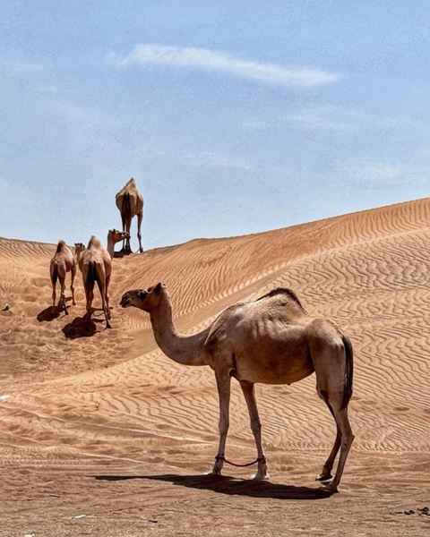 الصورة الرئيسية للمرشد سلطان
